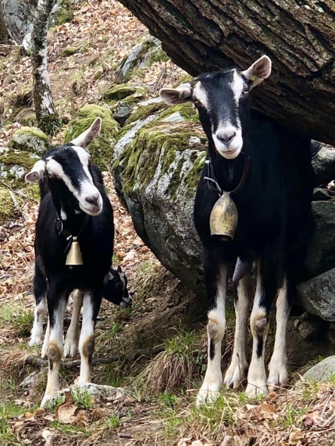 Casa di campagna Rifugio Uschione